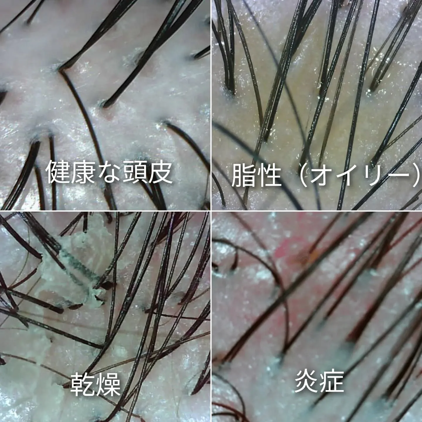 皆様こんにちは🌿✨